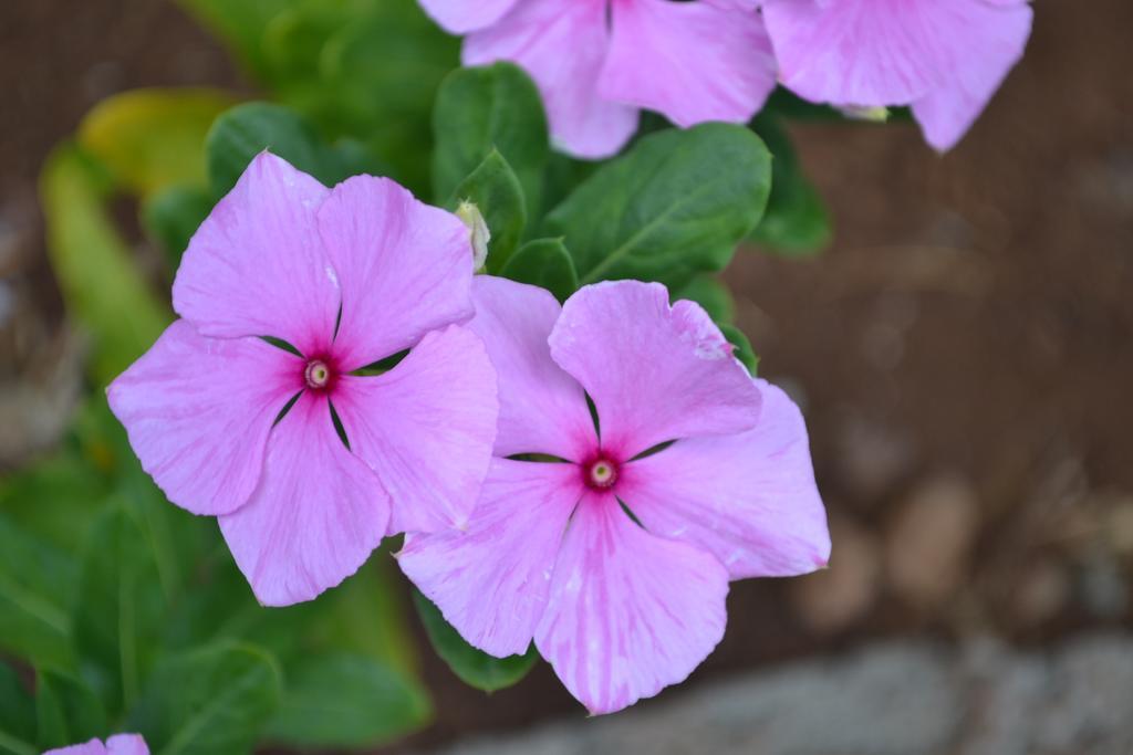 הנגה רואה Cabanas Henua Iti מראה חיצוני תמונה